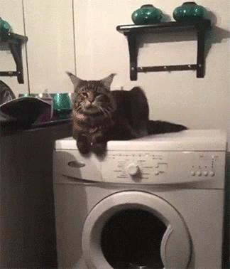 橘猫被抓警察局,肥猫被警察带走判刑