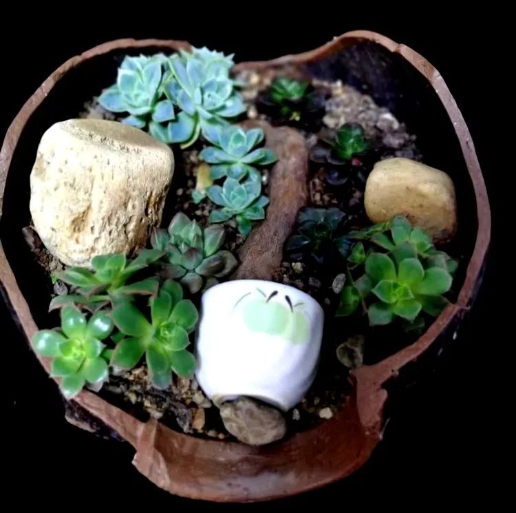 一盆仙人掌和一盆月季的故事,一个多肉的故事