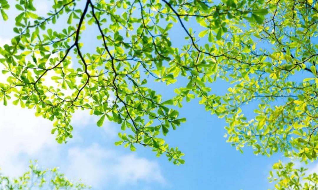 「原创诗词」三人行|出墙红杏无言桃李宜醉宜醒