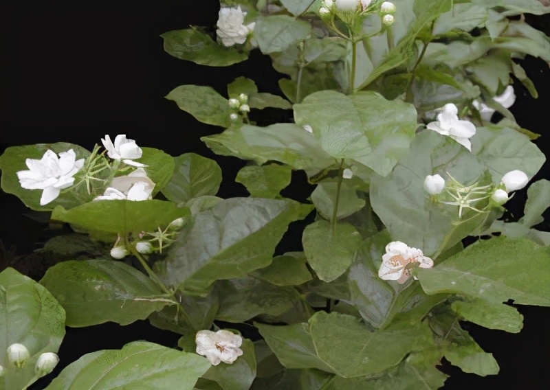 世界各国的国花和国树是什么,世界各国国花大开眼界美到爆