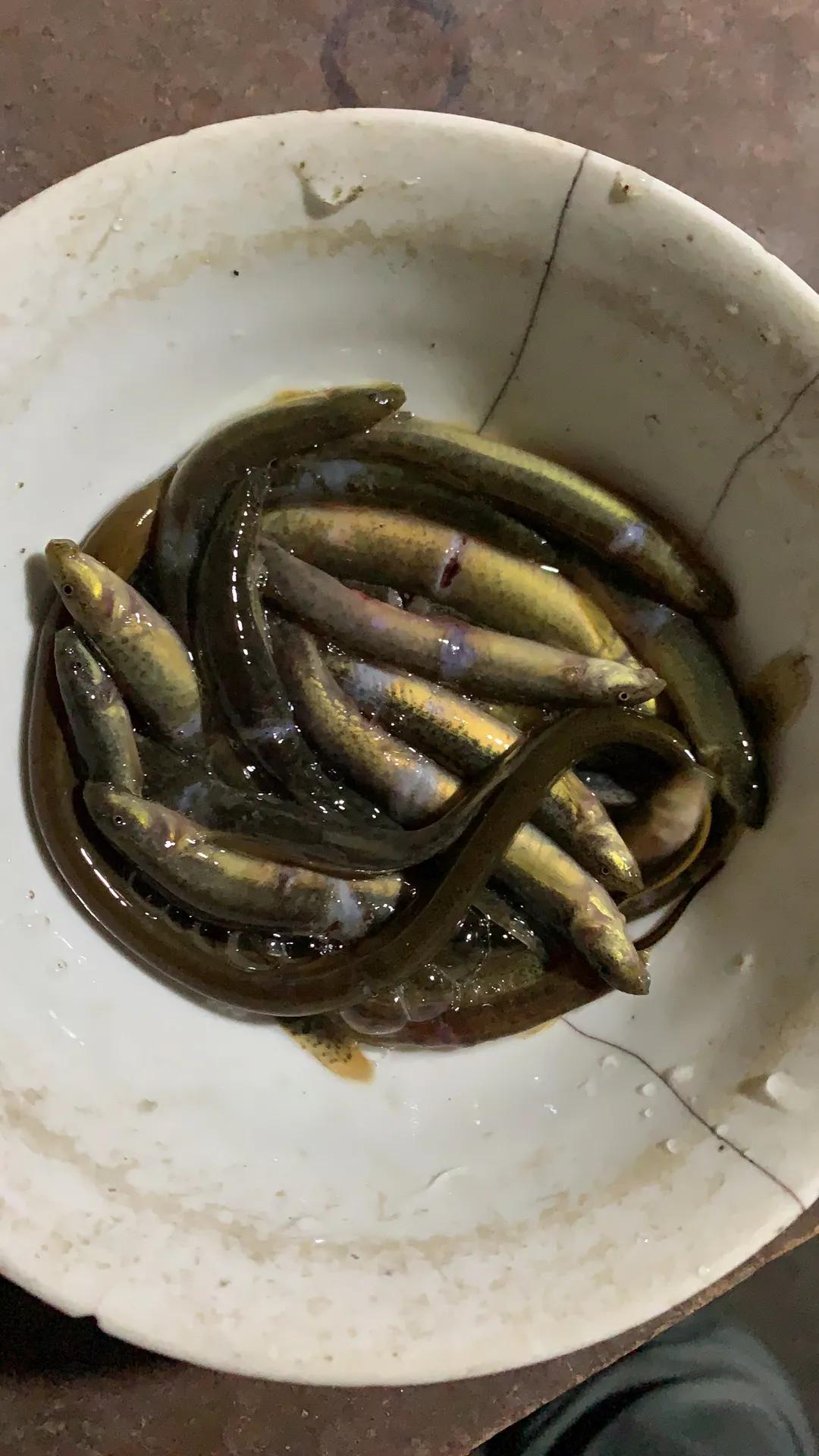 体验童年的乐趣抓泥鳅,抓野生泥鳅最简单的方法