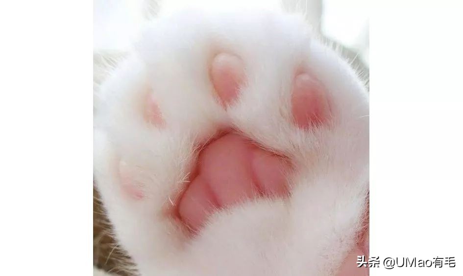 这套喵肉球vs口红色号匹配大全送你了!拿走不谢!