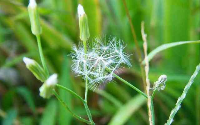 植物都有哪些奇妙之处,植物的奇特现象有哪些