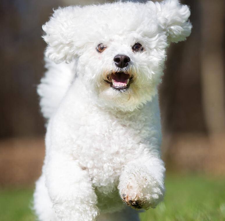 比熊犬泪痕可以治好吗,比熊犬泪痕的产生原因及处理方法