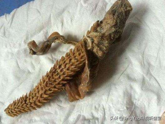 雄性：猫、虎除了舌头，还有一个器官长倒刺！连蛇也有不可思议！