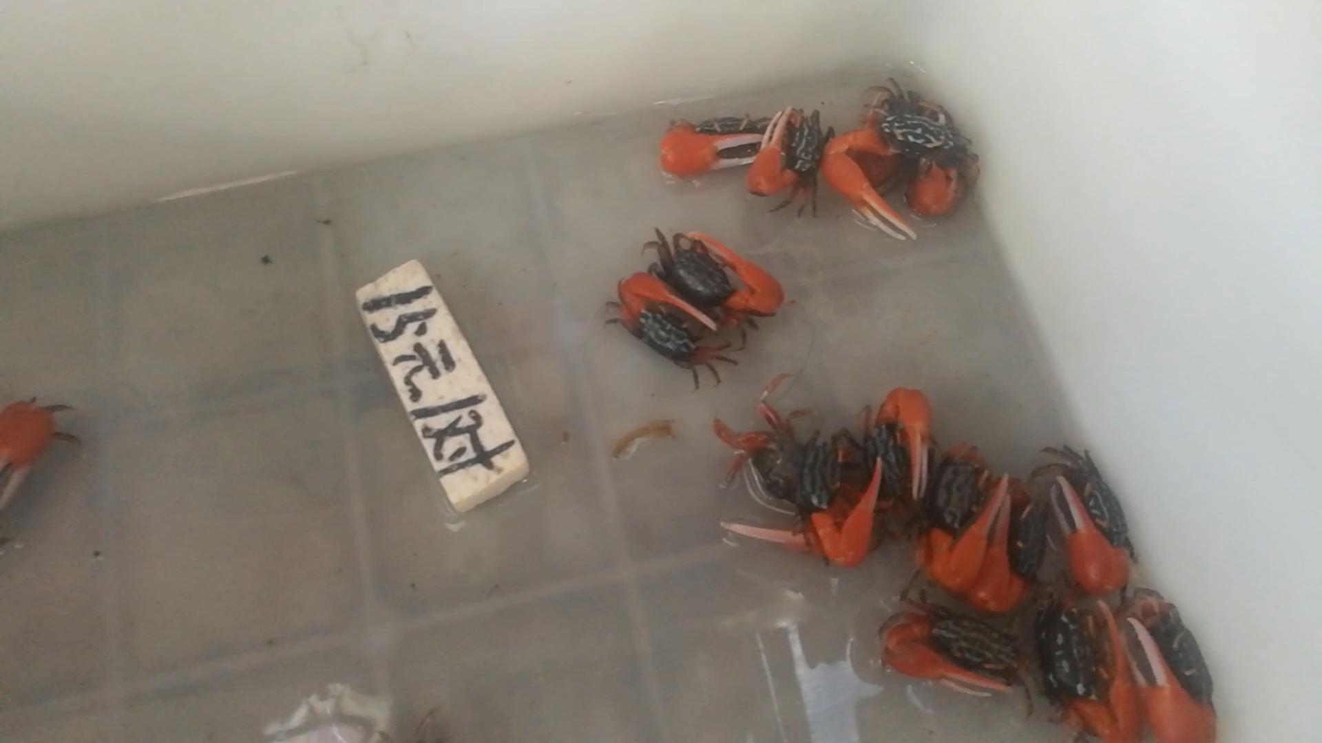 北京十里河鱼市,都说它拆了,我却看到了综合性的水族市场