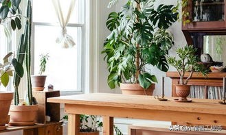 适合孕妇的室内绿植,家里有孕妇房间适合养什么植物