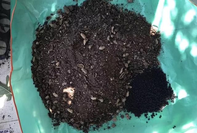 无花果被称为生命之果,生命之树盆栽