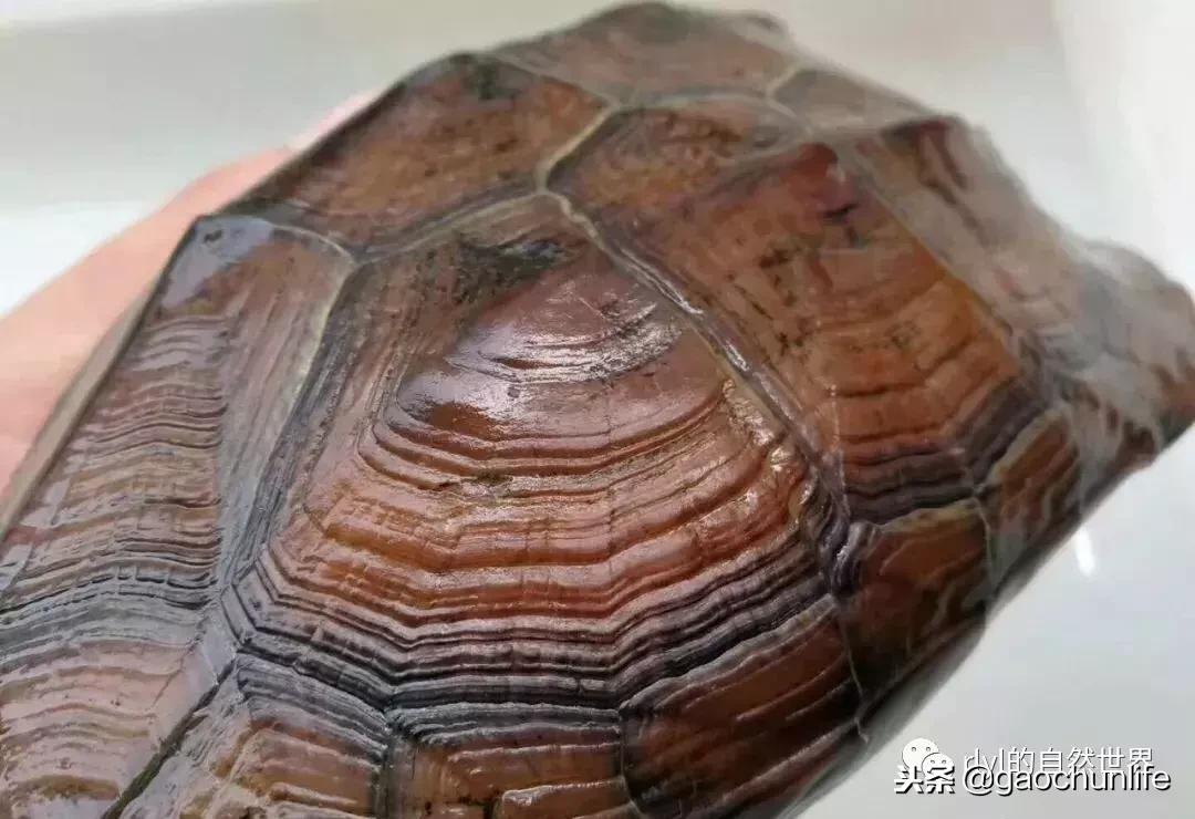 草龟难养,养草龟笔记