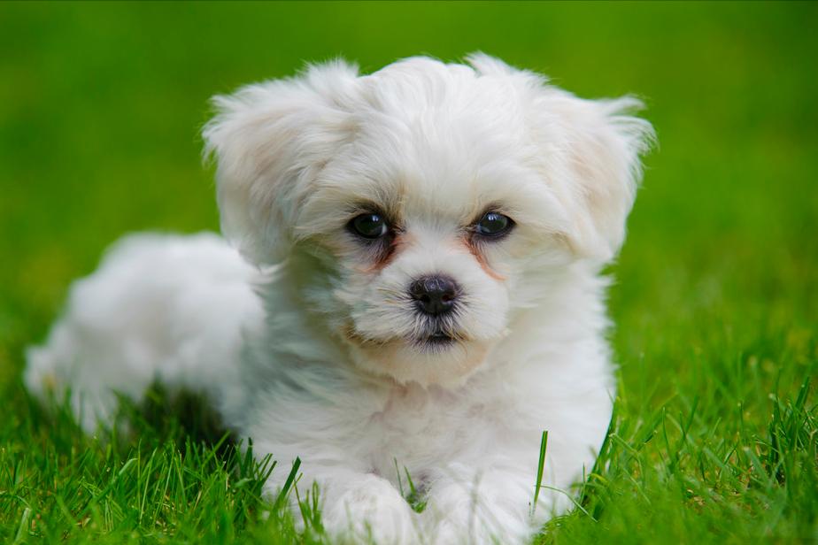 比熊犬生病了有什么表现,比熊犬的生病表现是什么