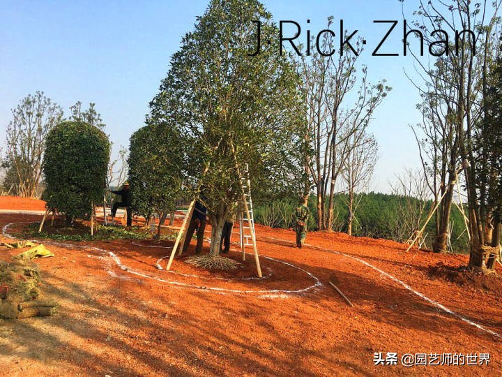 高尔夫果岭草坪家庭院子种植,麦冬草坪种植方法和注意事项