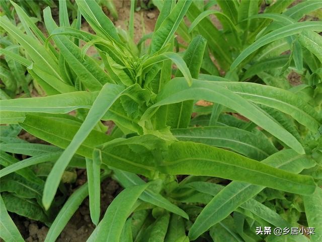 秋季栽培的莴笋生长期,莴笋整个生长期需肥