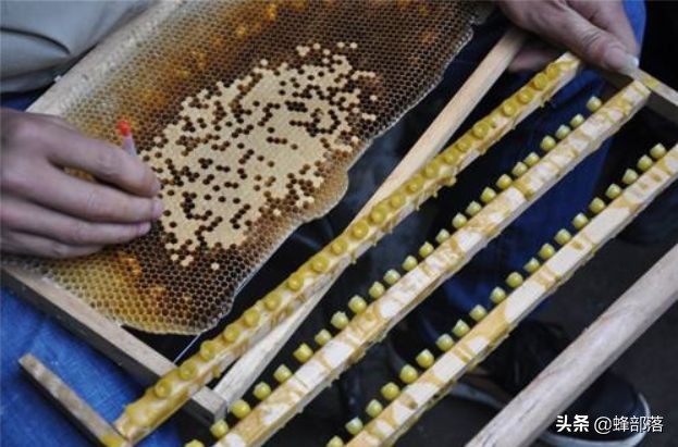 三十年养蜂人传授养蜂秘诀,初学养蜂者如何进入养蜂的高境界