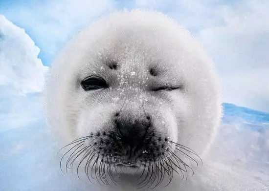 它土圆肥,却是出了名的网红