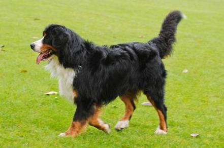 盘点那些可爱又懂事的中华田园犬,中华田园犬从可爱到霸气侧漏