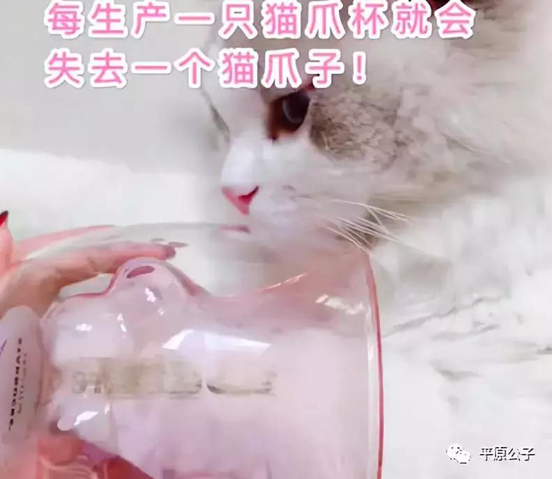 星巴克第一款猫爪咖啡杯,猫爪咖啡杯是真的吗