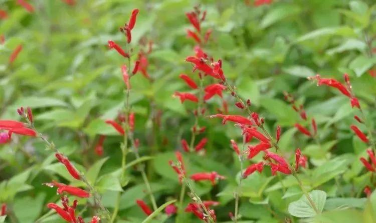 观花草本植物推荐,最具观赏性的观叶植物