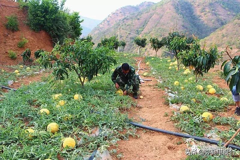 弥勒千亩西瓜熟了!黄心瓜、红心瓜、小香瓜…你喜欢哪种?