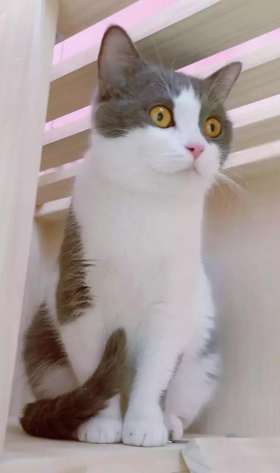 炸裂!因为一只猫,苏州人开启尖叫模式!