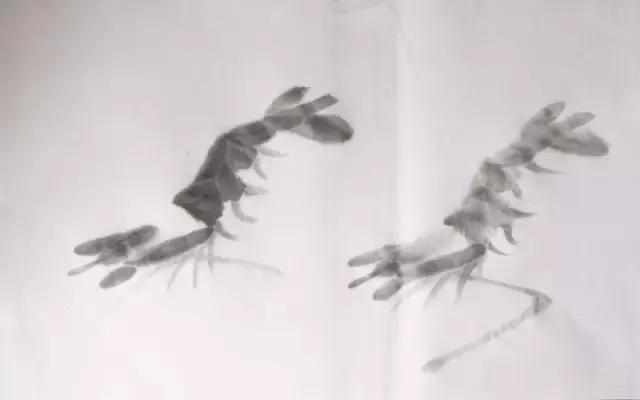 墨龙画法教程简单毛笔,河虾简笔画教程