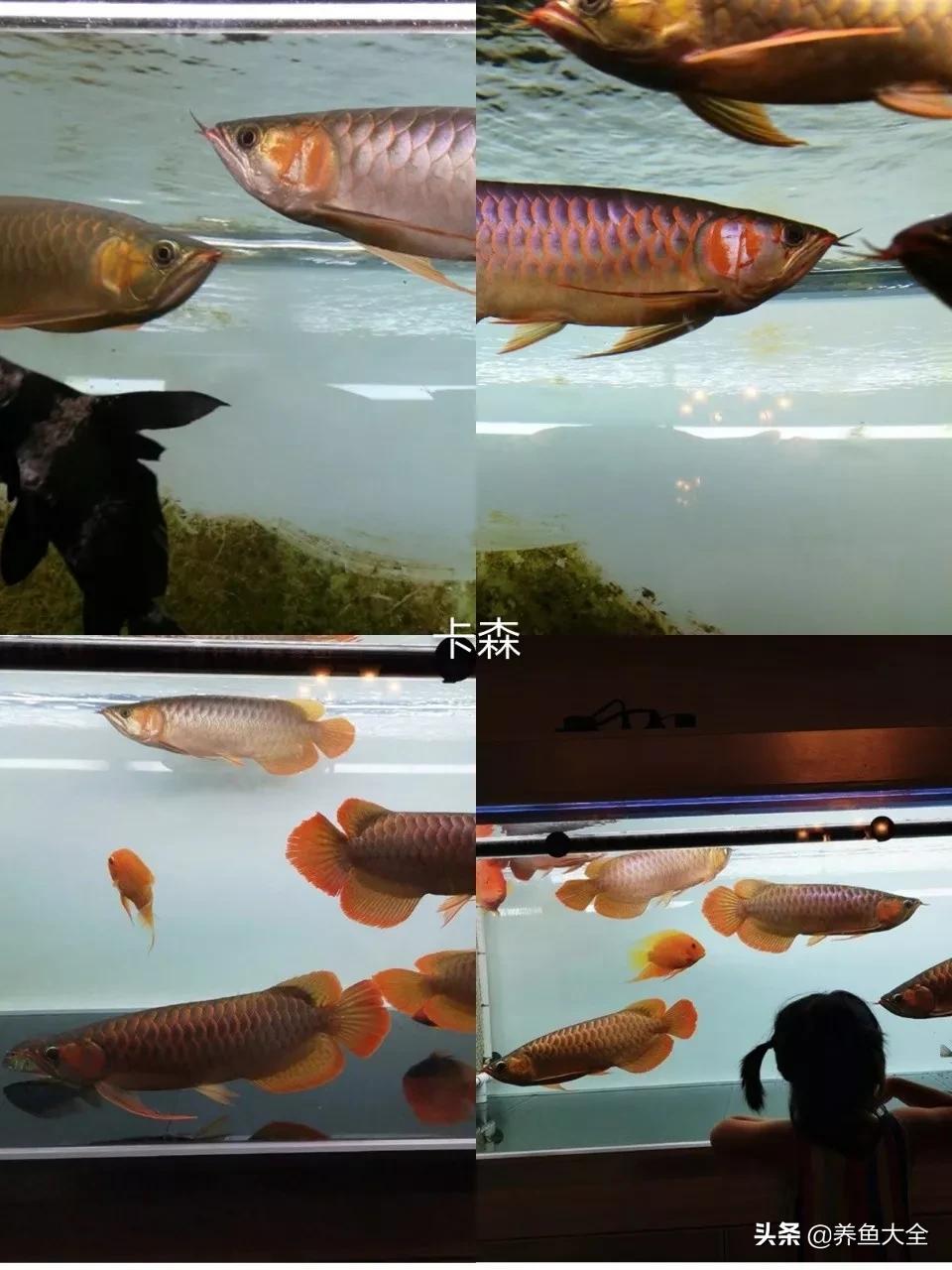 为什么龙鱼鳞片会被灯光烤黑,龙鱼混养红龙发色