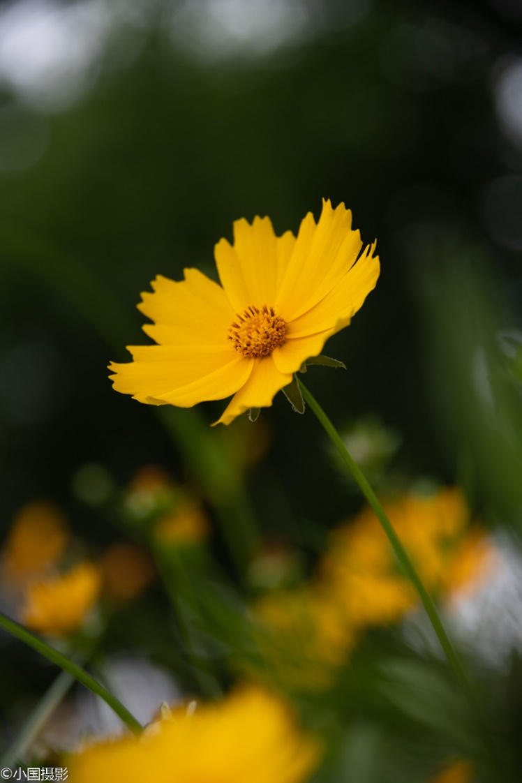 剑叶金鸡菊盆栽,重瓣剑叶金鸡菊图片