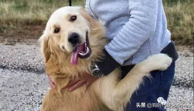 狗狗有这些表现表明它对你很忠诚,狗狗出现几种情况说明它很爱你