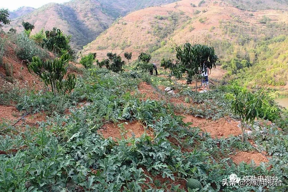 弥勒千亩西瓜熟了!黄心瓜、红心瓜、小香瓜…你喜欢哪种?