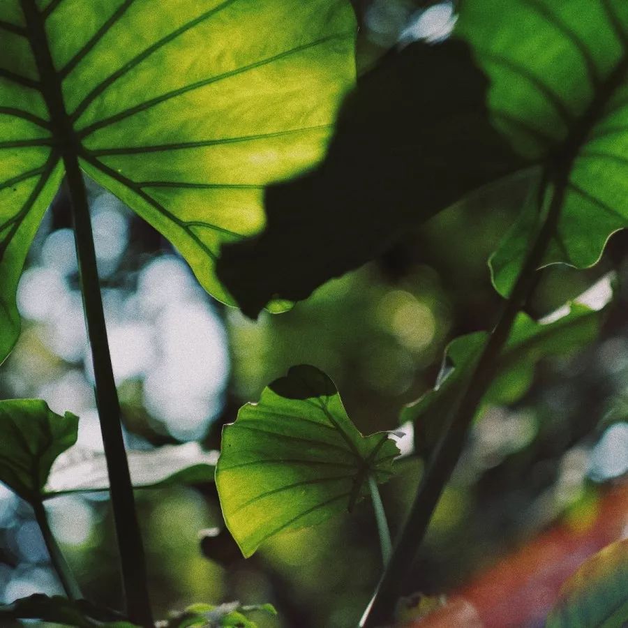 富士入门vlog相机,富士xa7拍摄vlog怎么设置