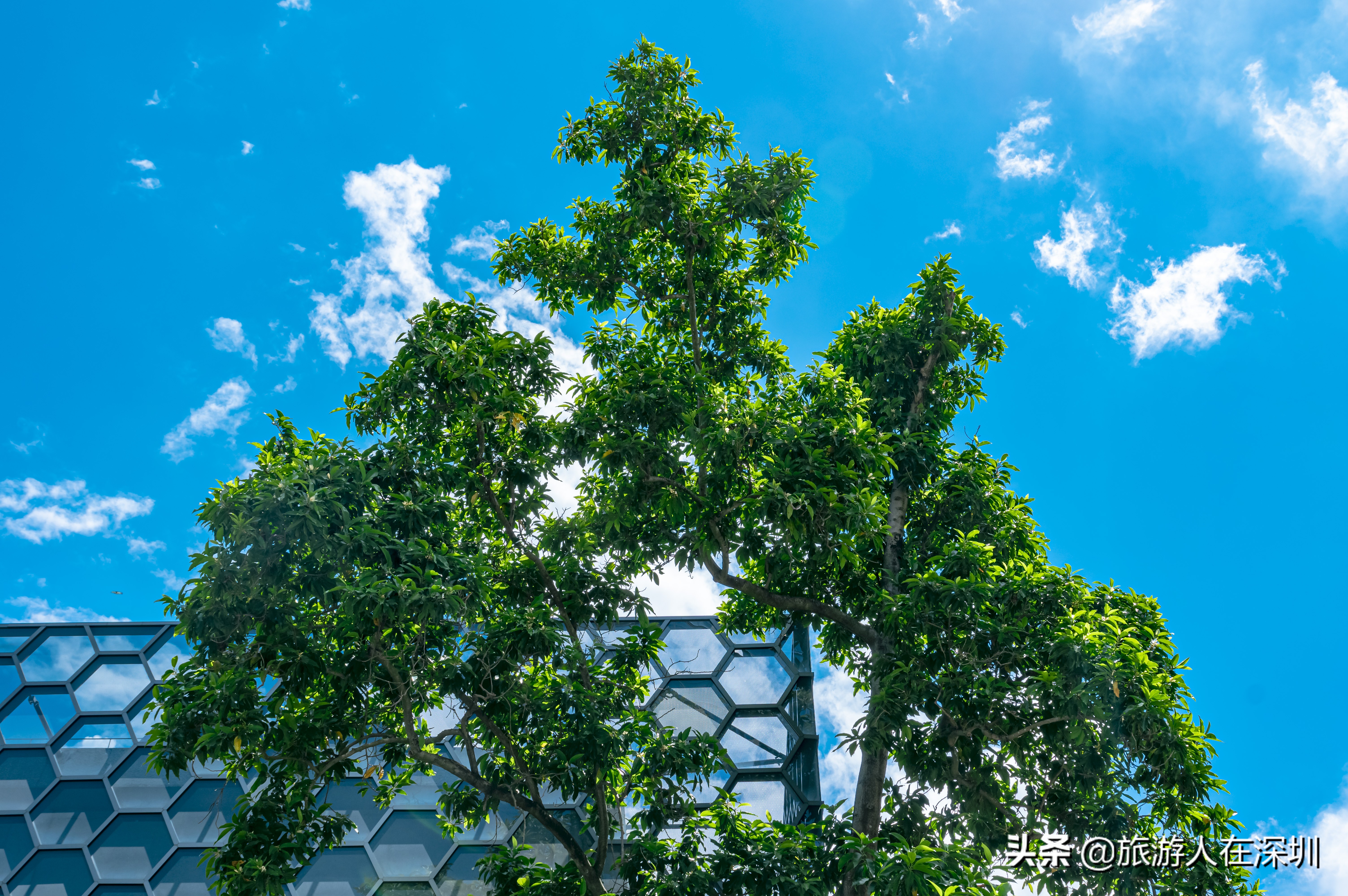 深圳美术馆新馆外观,深圳市华美术馆外景