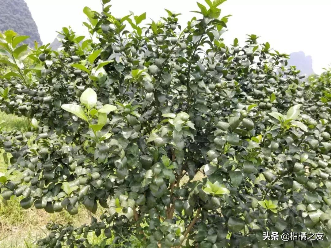 沙糖桔叶子卷缩怎么防治,沙糖桔叶片弯曲缺什么