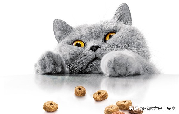 哪款猫粮全是诱食剂,没有诱食剂的平价猫粮
