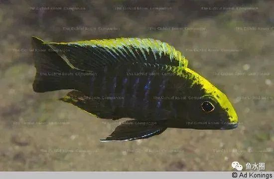 三湖慈鲷马鲷孔雀鱼多久发色,三湖慈鲷鱼之马鲷鱼