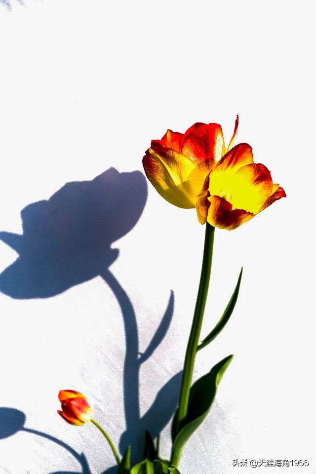 郁金香花语可以送给女朋友吗,郁金香花语的诗句