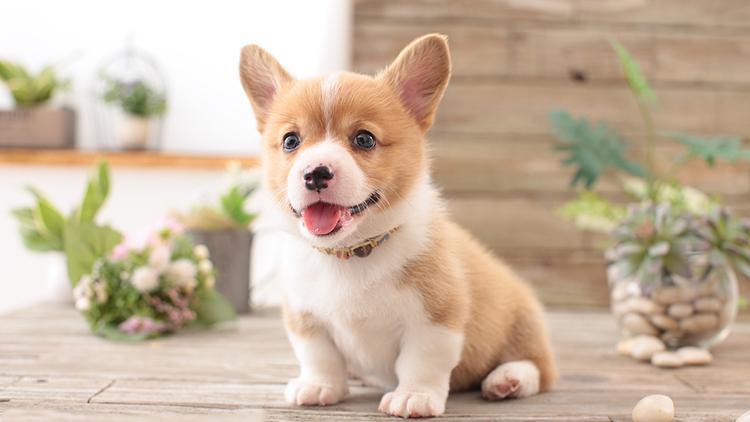 千万不要给狗狗吃这几种水果,这些水果千万别再给狗狗吃了