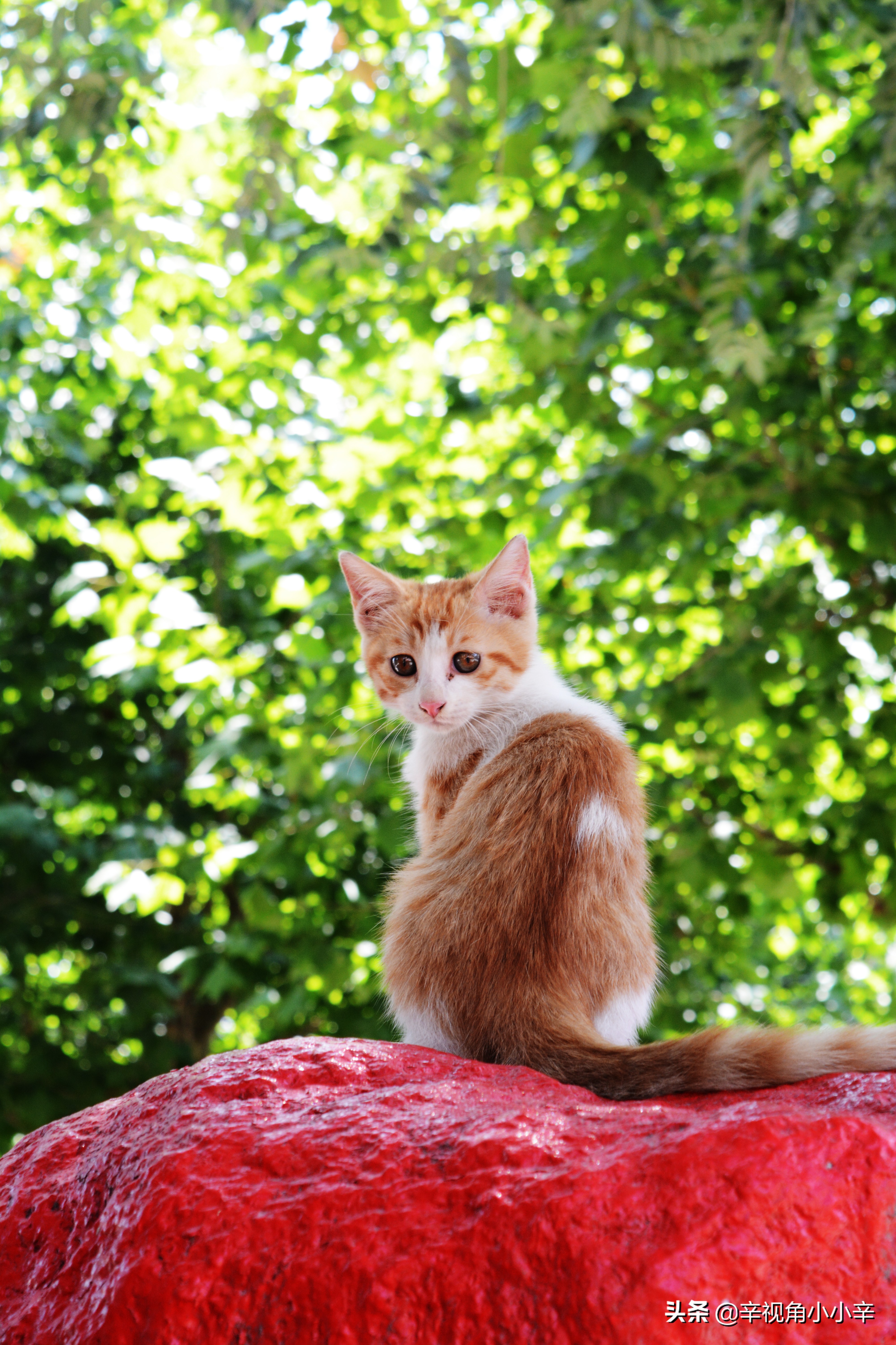 思想中的猫,徘徊中的猫