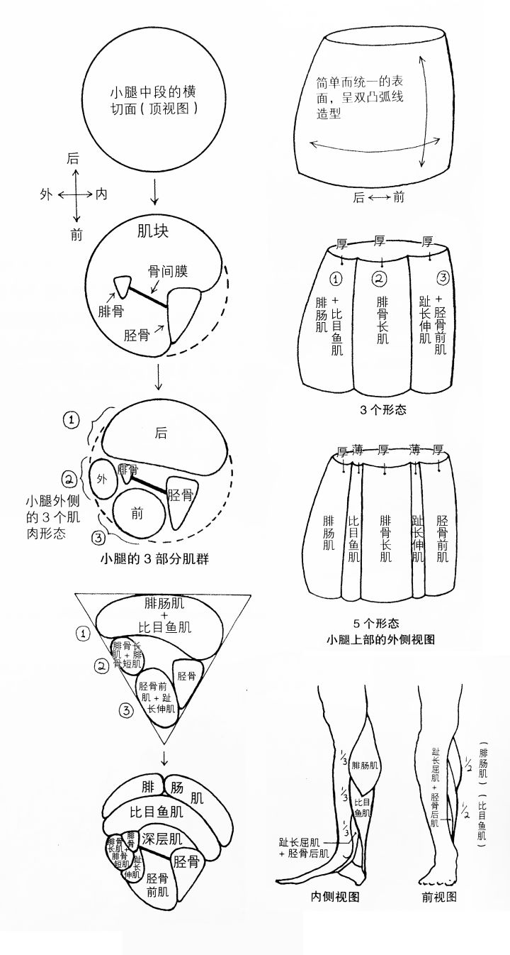 画人体结构怎么练习最有效,零基础学画人体结构