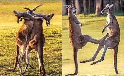 凶猛动物对决视频,凶猛野兽打斗场面