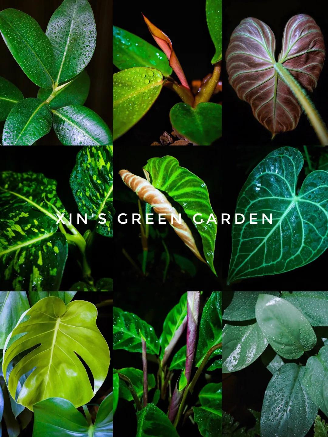 没花园怎么种花？从东北到广东，4位大神在室内种出植物园，绝美