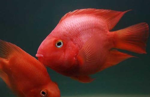 观赏鱼常见鱼病常用药,养观赏鱼必备哪几种药