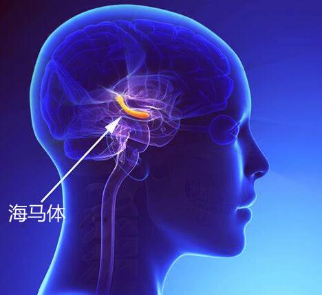 人类做梦属于深睡眠吗,人类做梦至今是个谜