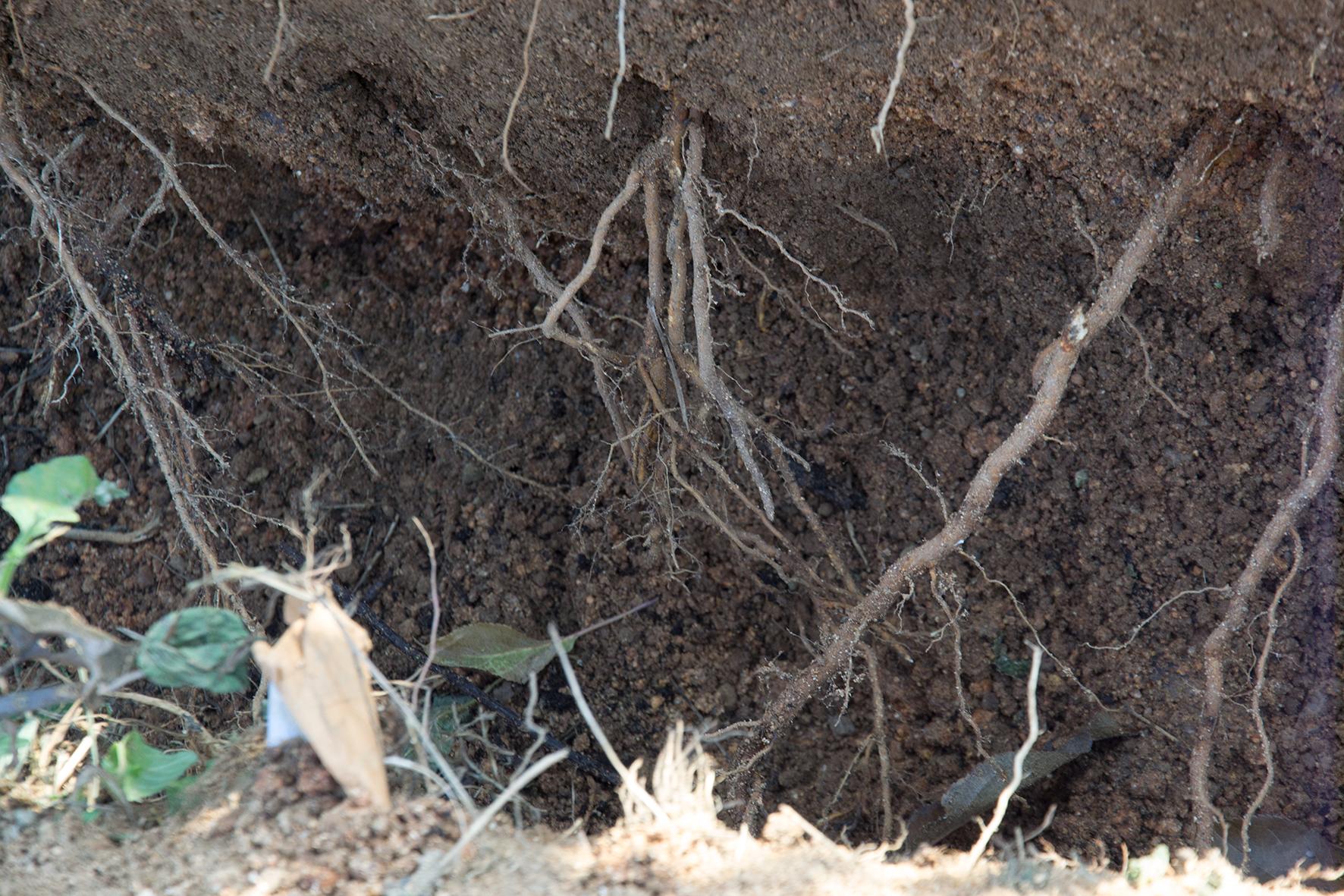 秋施基肥能否不挖坑,苹果树用什么土种植好