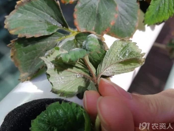 草莓白粉发病条件,草莓白腐病发病
