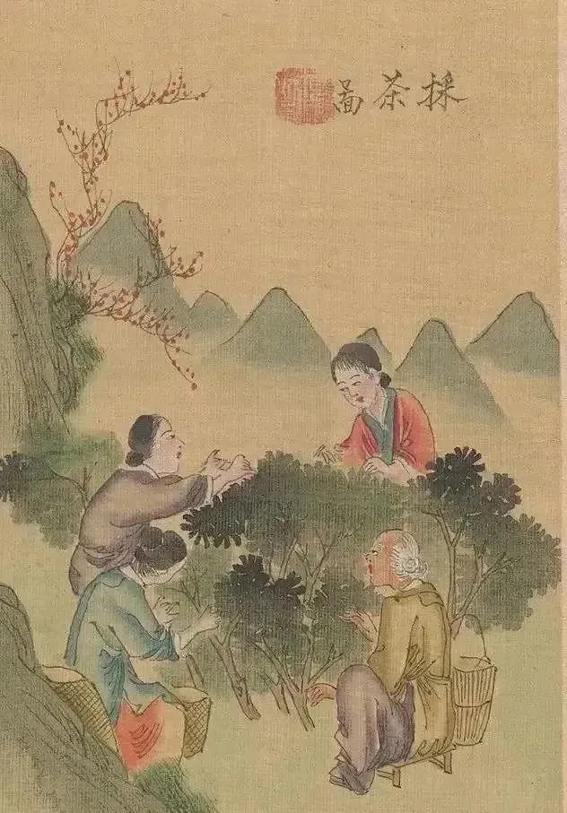 凤凰制茶工艺流程,大红袍制茶工艺流程