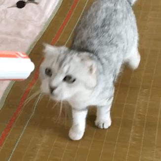 猫从多少层楼掉下来没事,猫掉下24楼生存率多高