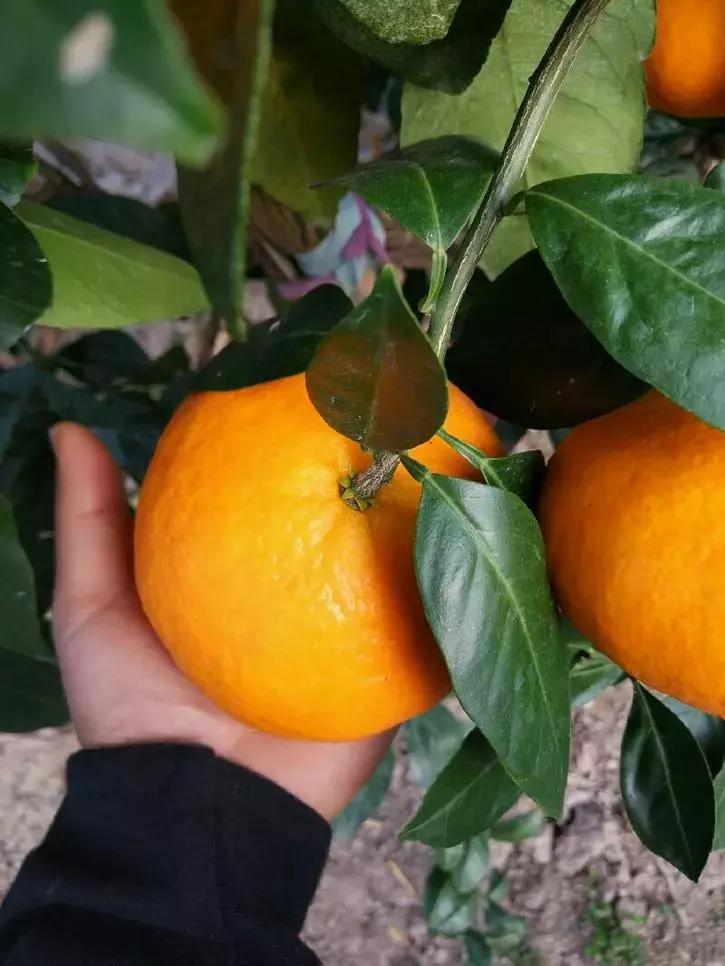 贡桔蜜橘沙糖桔,贡柑沙糖桔