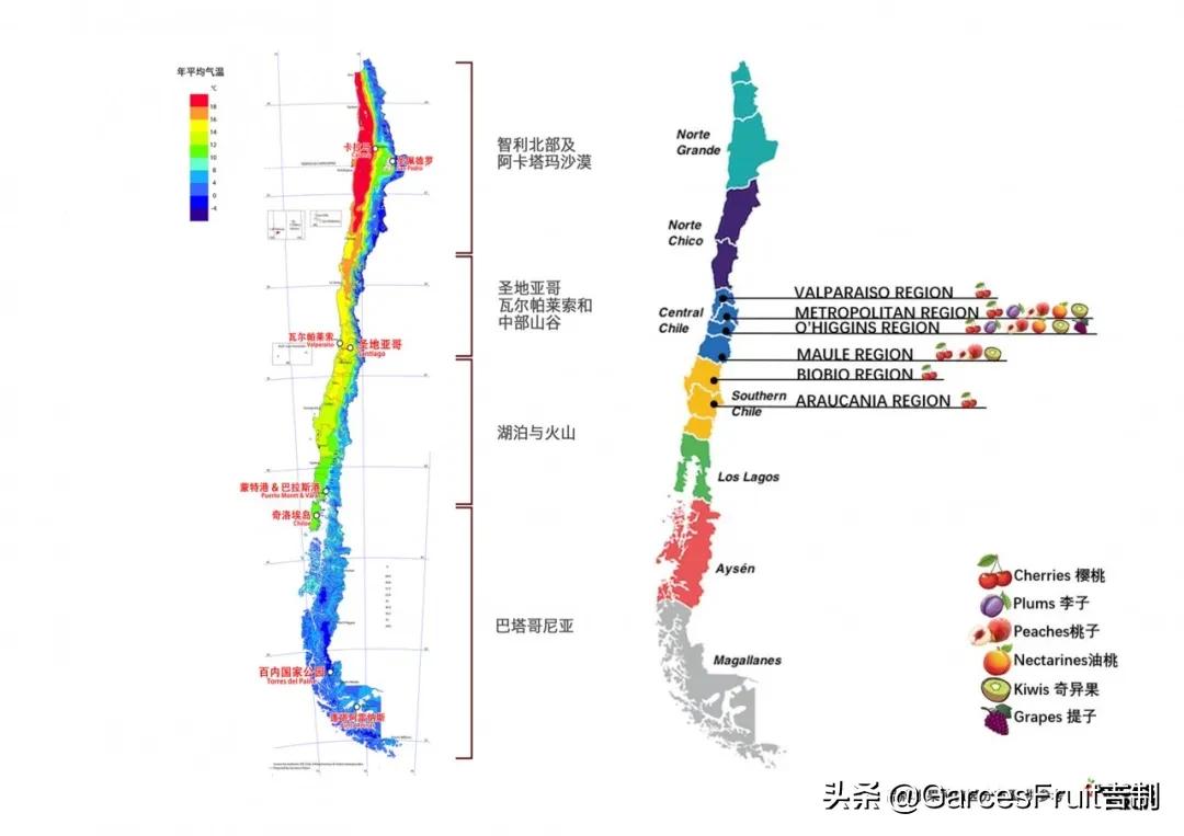智利车厘子10大品牌,智利车厘子介绍视频