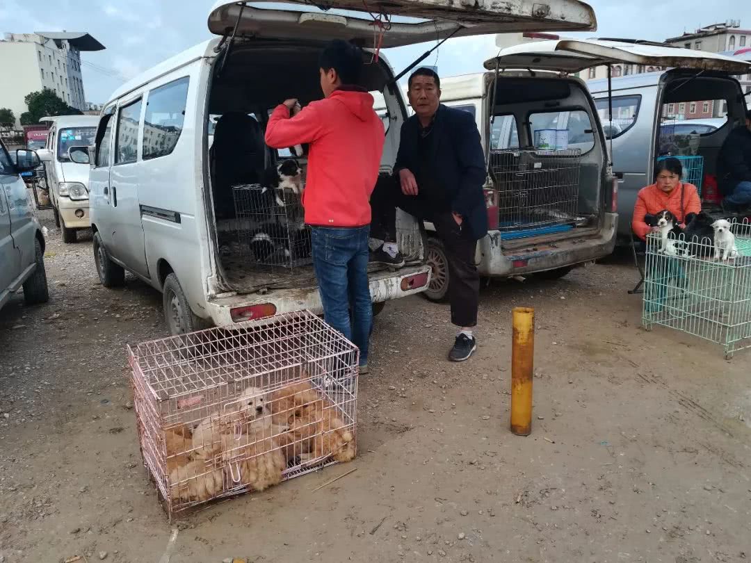 男子第一次来狗市,被套路了都不知道1300元购买了边境牧羊犬!