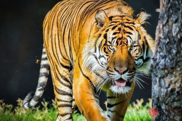 属虎的和属鼠的相配,属虎的和属龙相配