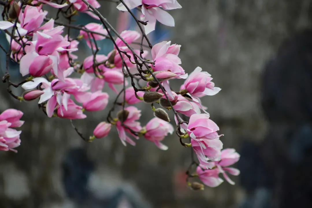 李子柒家乡成旅游景点,李子柒乡愁